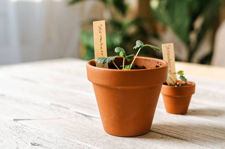 terracotta plant containers