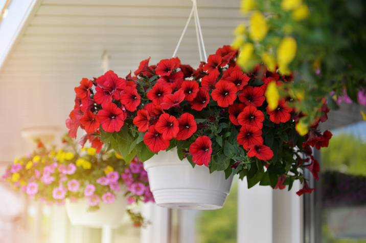 hanging plant containers