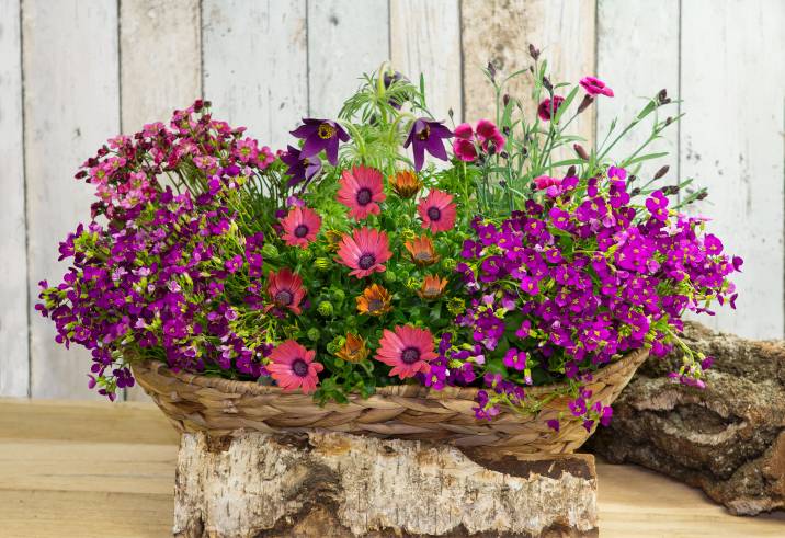a spring-inspired container garden with colourful flowers