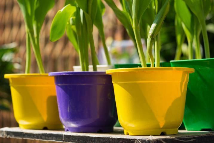 bright-coloured plastic plant containers
