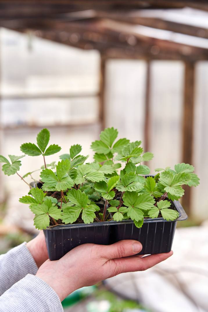 person holding plant in container 