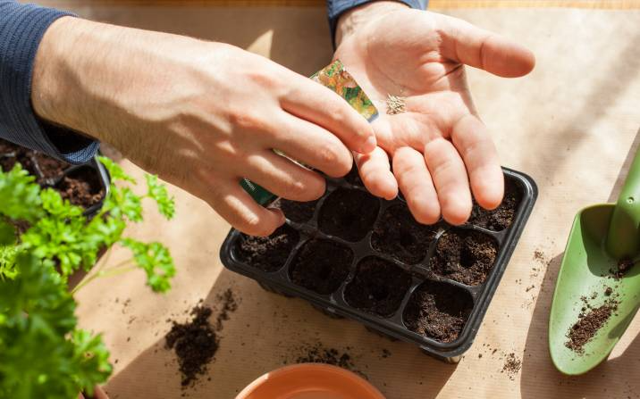 planting seeds for container garden
