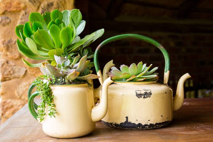 container plants in kettles for a quirky container garden