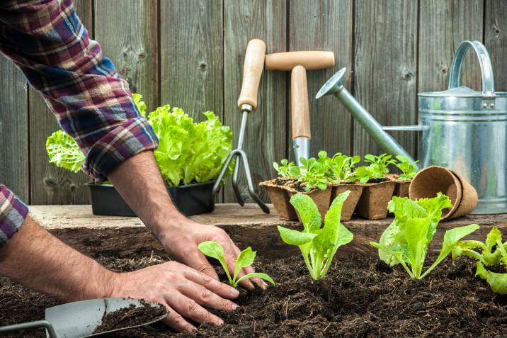 planting lettuce in garden