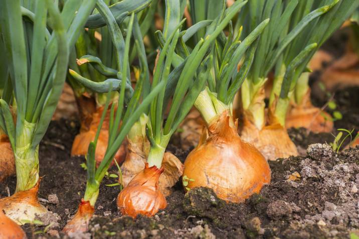 planting onions and shallots in home garden