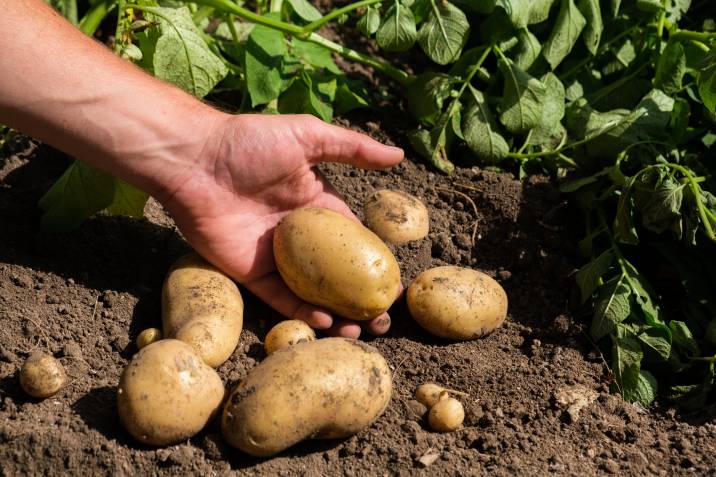 planting potatoes in your garden