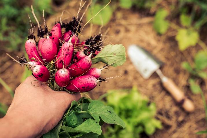 planting radish in home garden