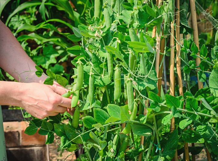 planting peas in home garden