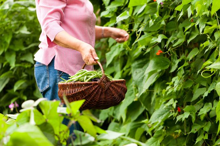 harvesting beans in own garden