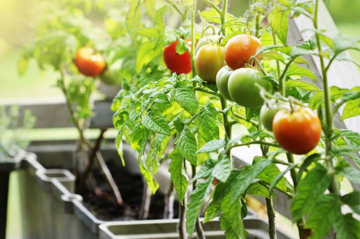 grow tomatoes in container garden