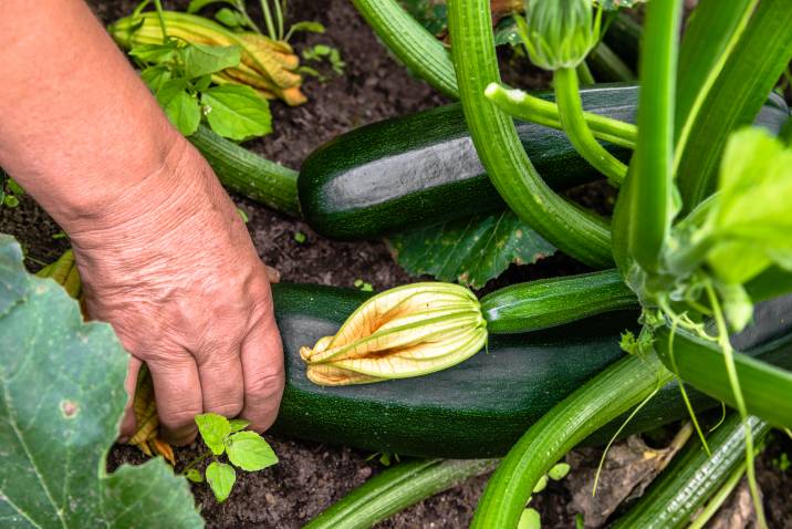 harvesting zucchini from garden