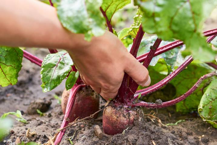 harvest beets from garden