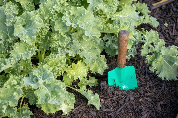 growing a kale garden