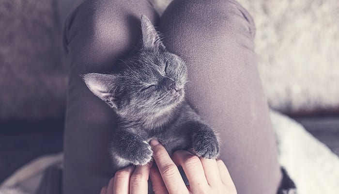 well-behaved kitten on its owner's lap