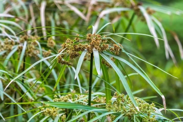 Nutgrass on a garden needs deweeding