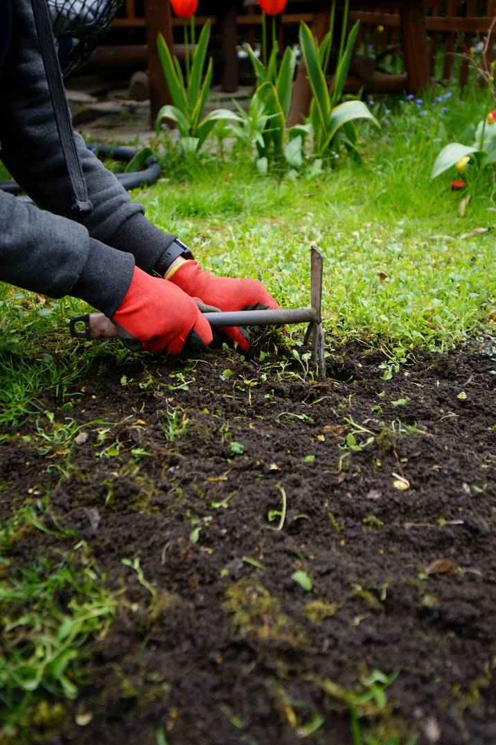 Remove garden weeds with a hoe