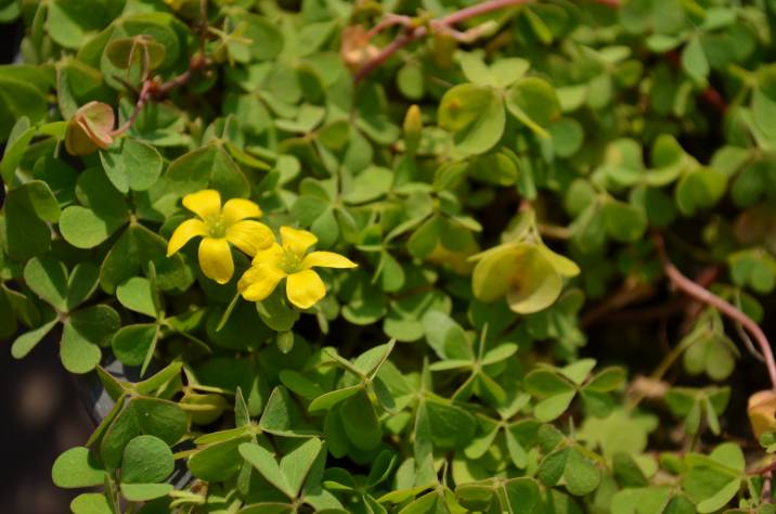 Oxalis with yellow flowers