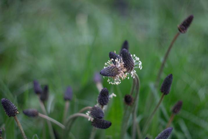 Lambs tongue garden weed