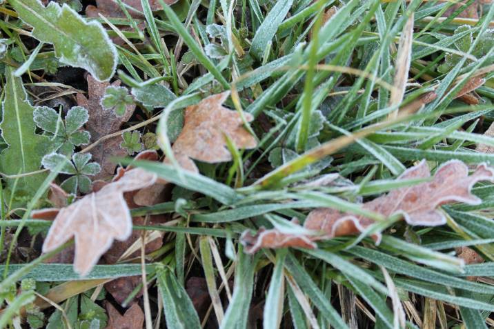 Winter grass on a garden