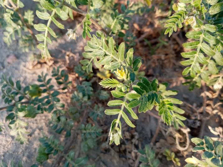 Bandii weed growing on a garden