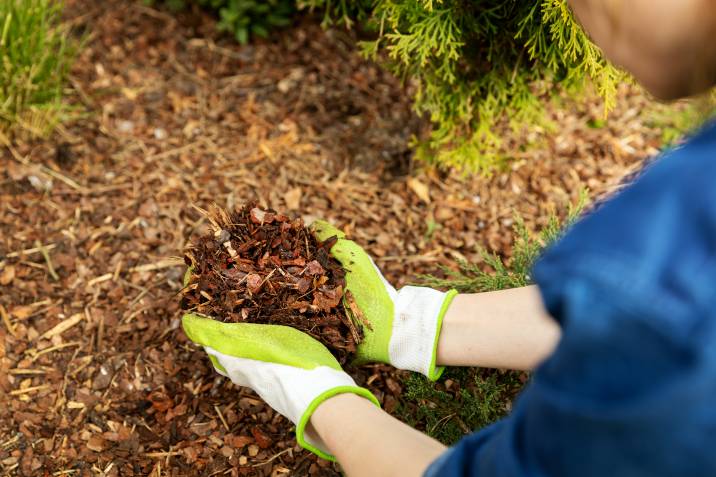 Mulching helps prevent weeds from growing