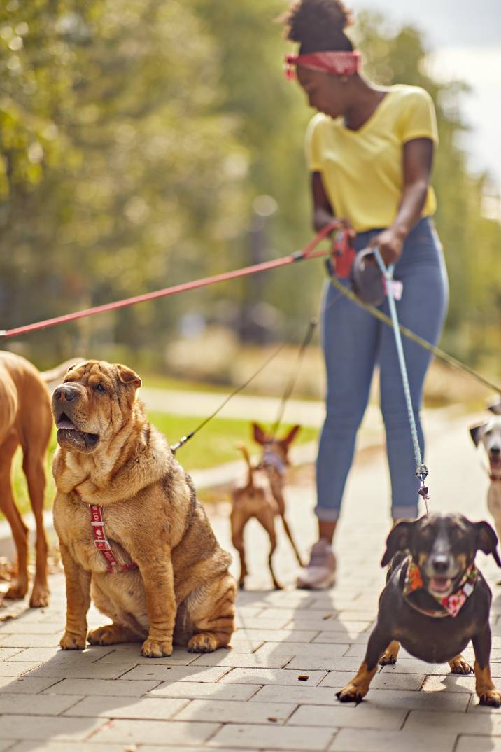 How Much Does a Dog Walker Cost? Airtasker AU