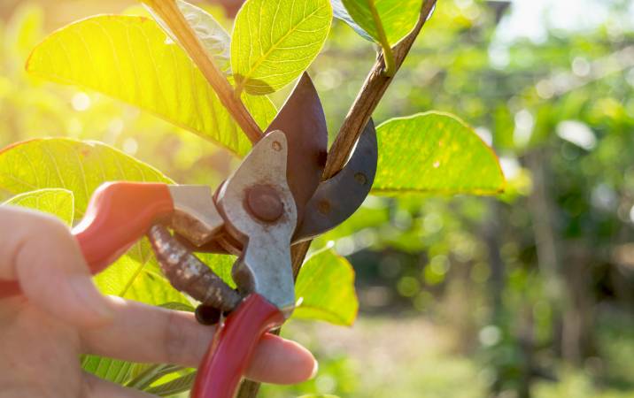 Garden shears with sap from pruning tree branches