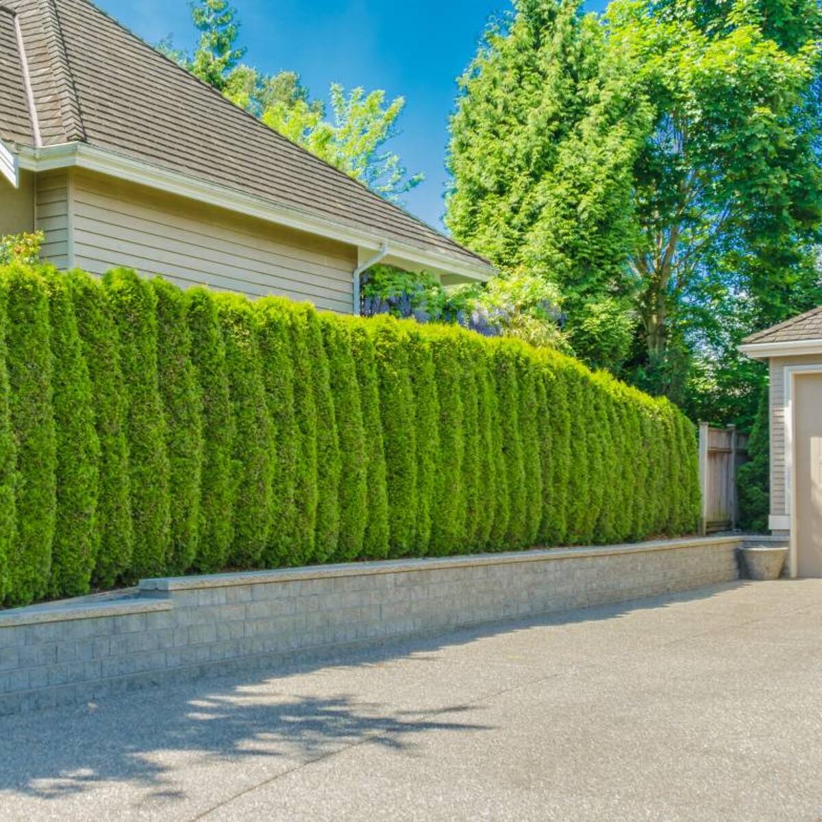 9 Best Evergreen Hedge Plants for a Lush Garden | Airtasker US