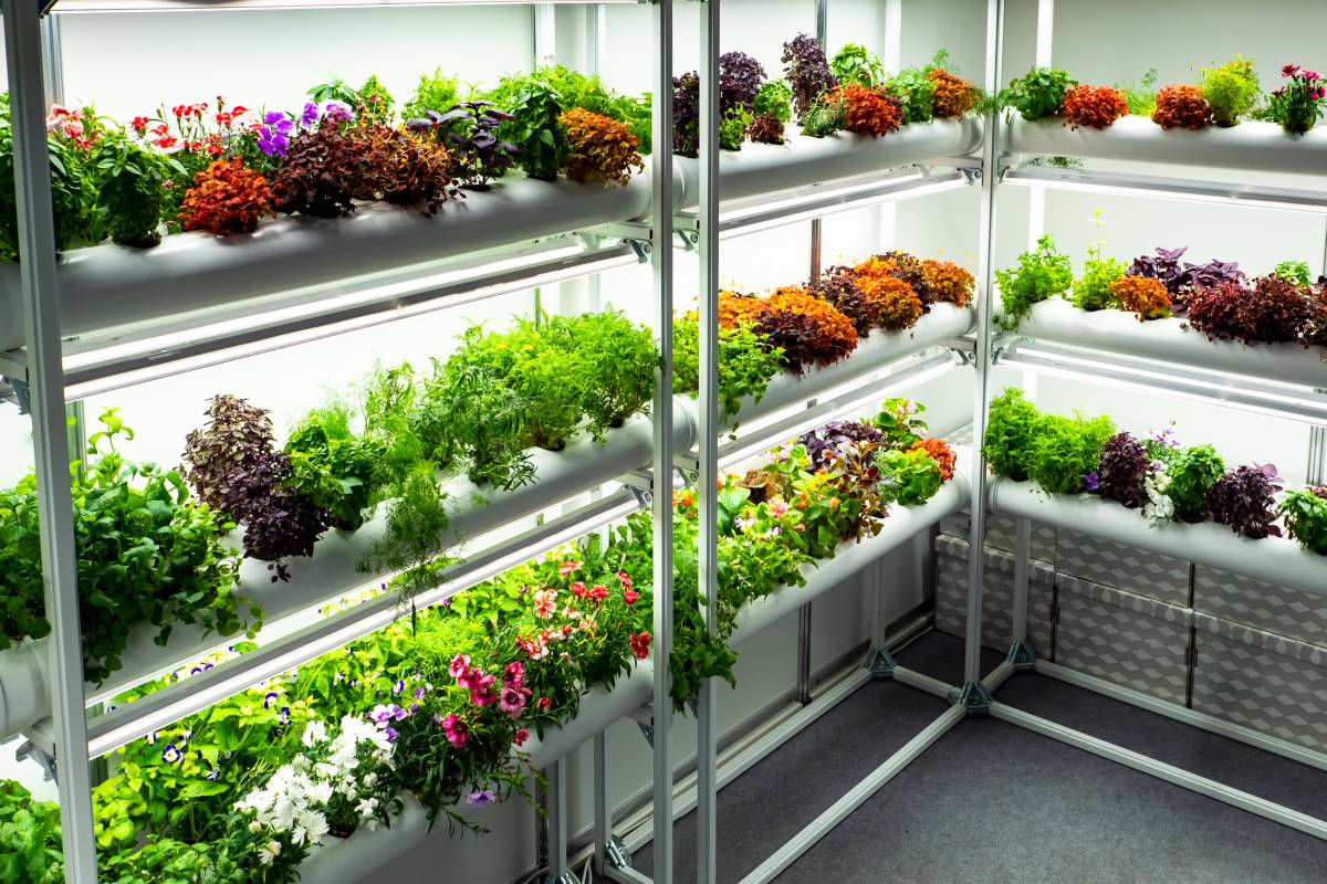 Hydroponic garden deals