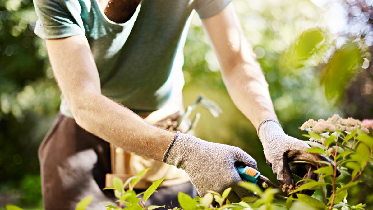 https://images.airtasker.com/v7/https://airtasker-seo-assets-prod.s3.amazonaws.com/en_AU/1651924572751_a-gardener-trimming-a-hedge.jpg