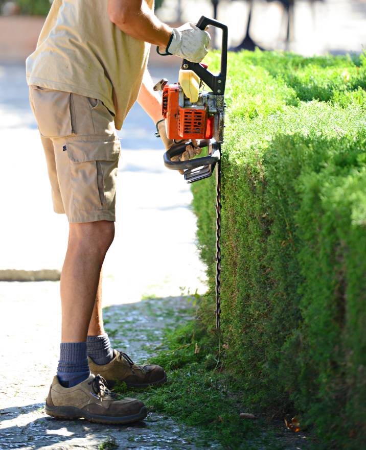 a gardener trimming a hedge