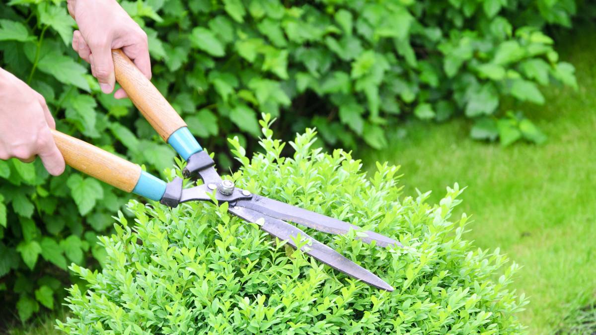 a gardener trimming a hedge with hedge clippers