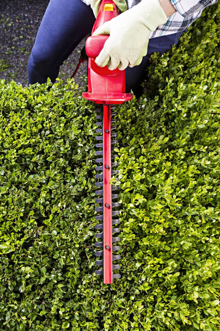 a gardener performing hedge removal