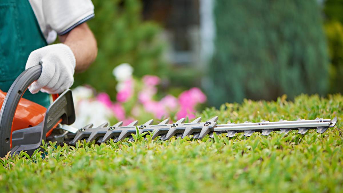 gardener trimming hedge using hedge trimmer