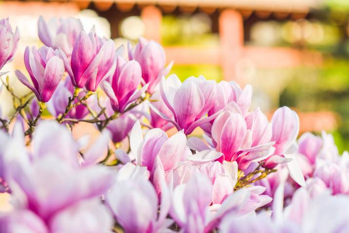 magnolia tree blossoms