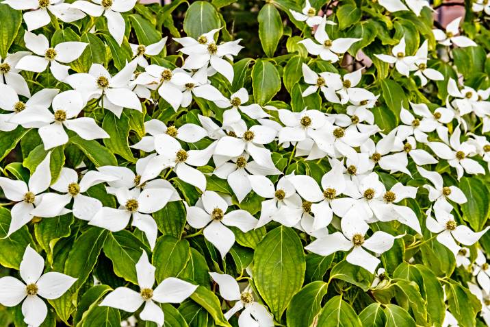 a flowering Chinese dogwood tree