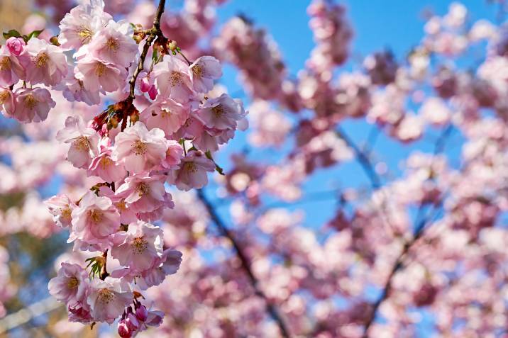 a cherry blossom tree