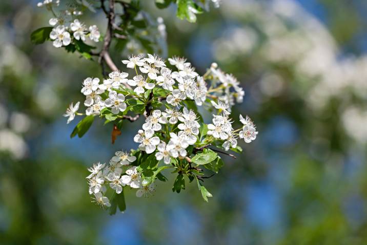 a hawthorn tree