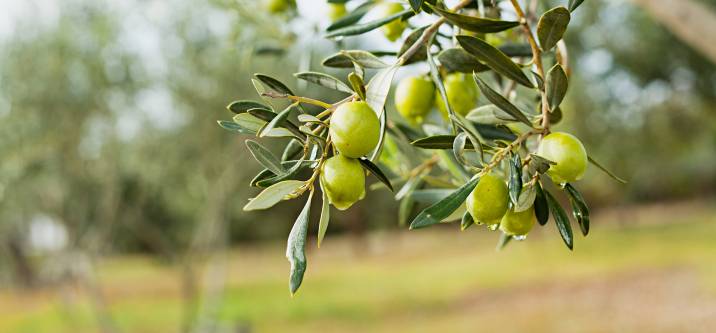 an olive tree