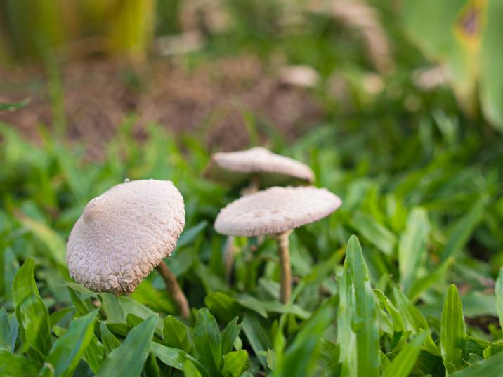 a lawn with mushrooms