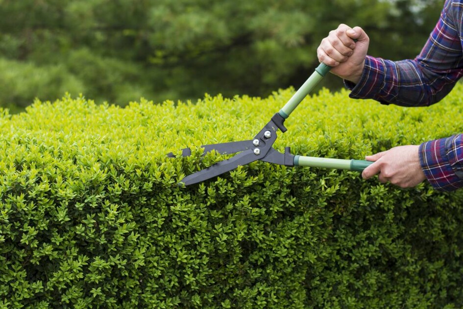 How To Trim Hedges: A Step-by-Step Guide | Airtasker AU