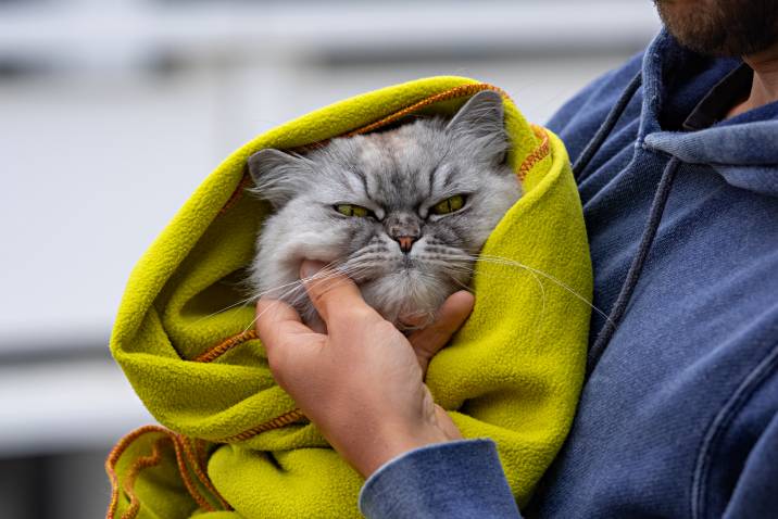 a cat wrapped in a blanket