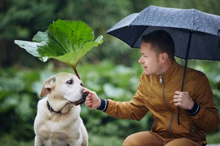 a man with a dog in the rain