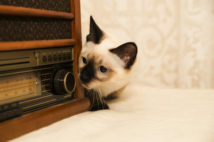 a kitten beside a radio
