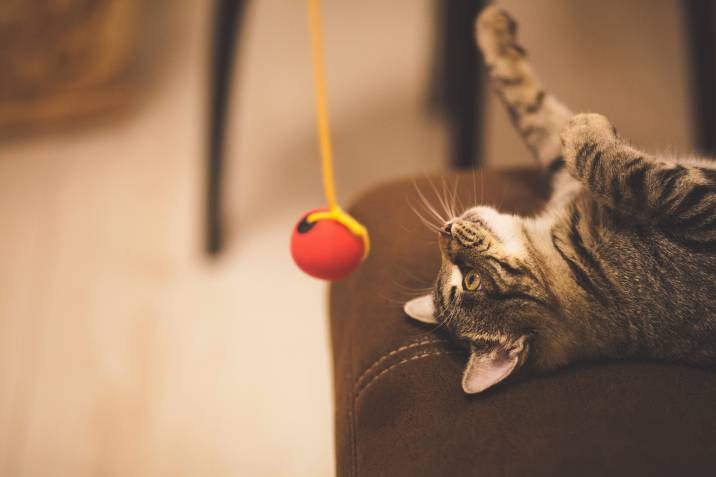 a cat playing with a small ball