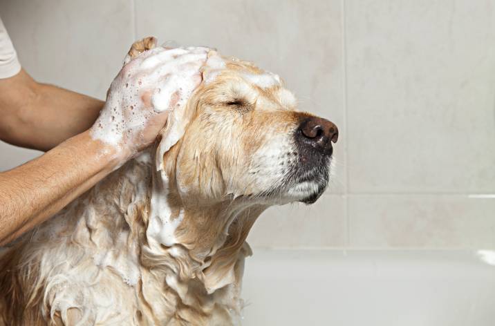 a man bathing a dog