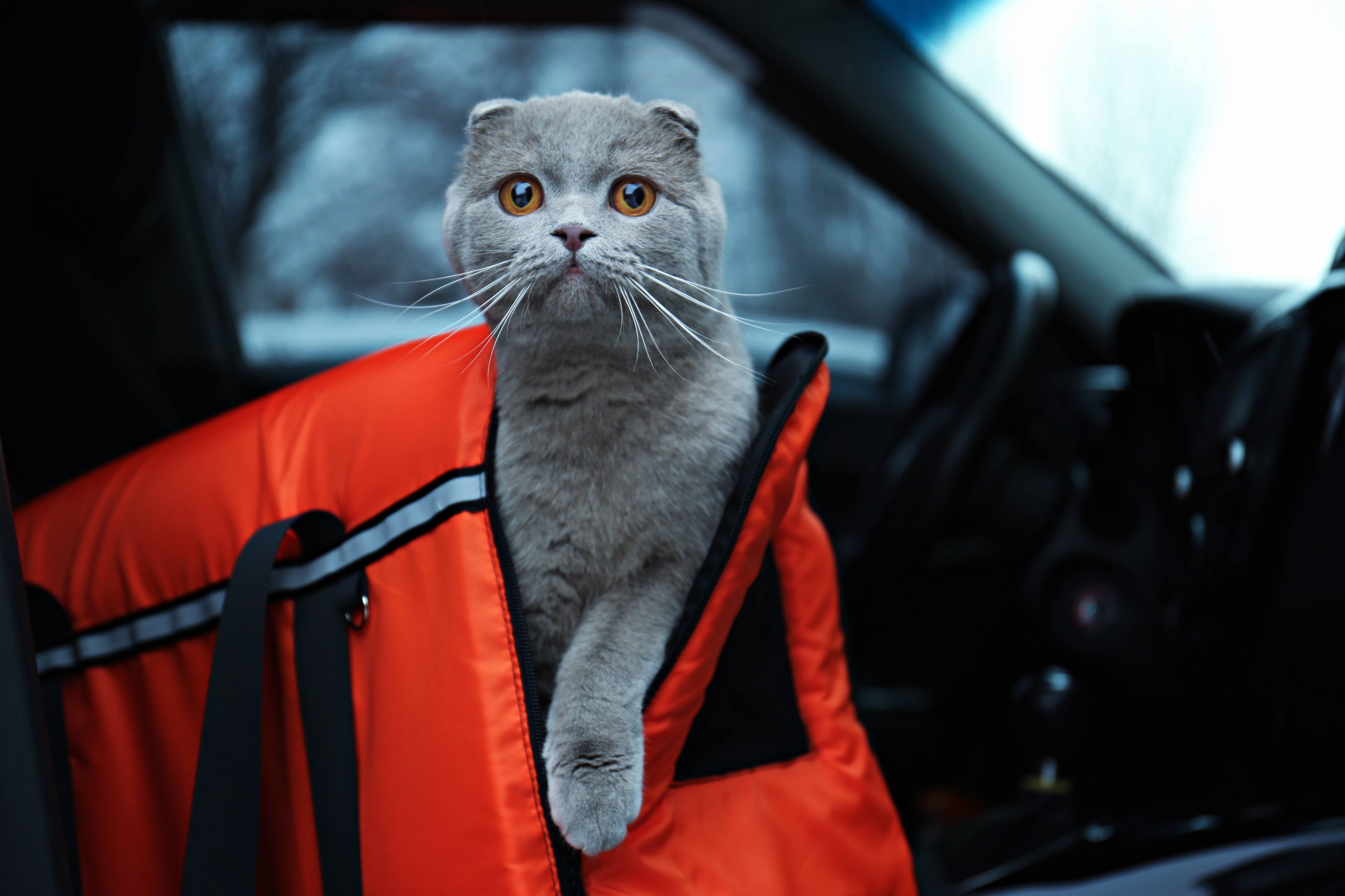 a cat in a bag