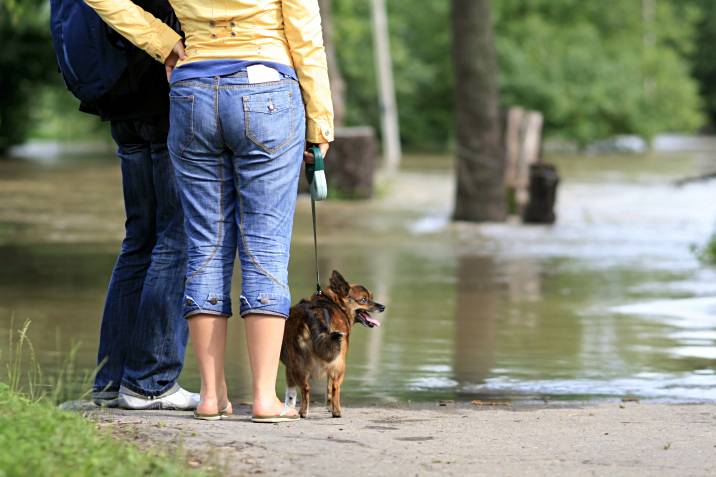 two people walking a dog in a flooded area