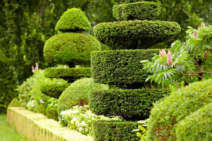 contemporary garden topiary