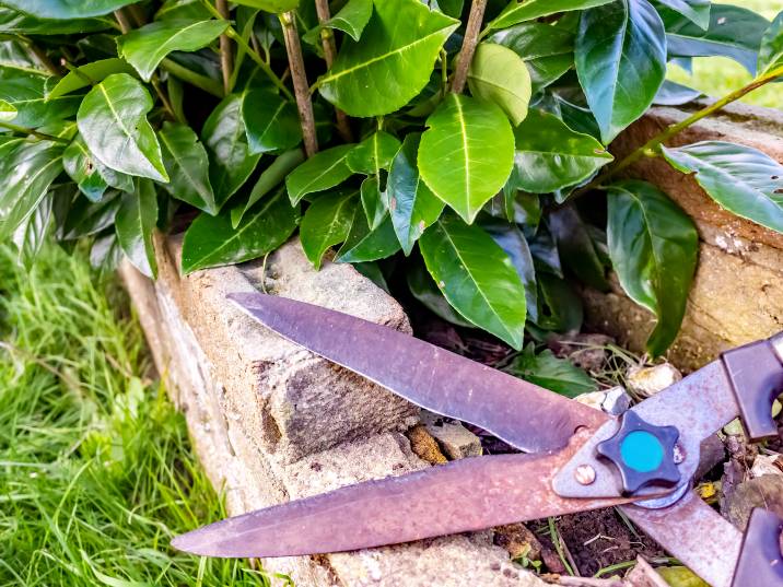 remove rust from shears